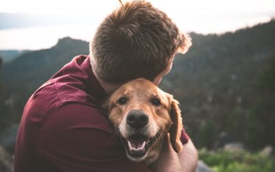 Rental Agreements on Pets: Best Practices